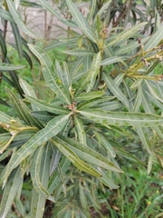 Nerium oleander