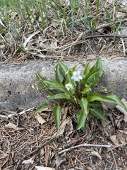 Viola lactiflora