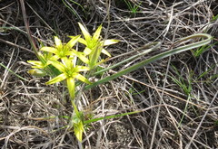 Gagea pusilla