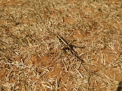 Cyrtacanthacris tatarica