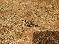 Cyrtacanthacris tatarica