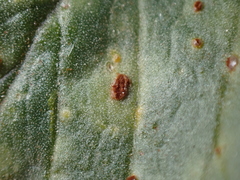 Uromyces viciae-fabae