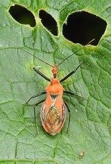 Gminatus australis