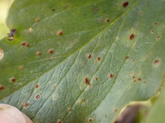 Uromyces viciae-fabae