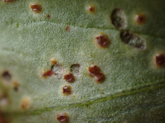 Uromyces viciae-fabae