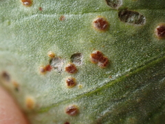 Uromyces viciae-fabae