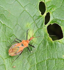 Gminatus australis