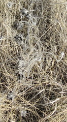 Astragalus dasyanthus