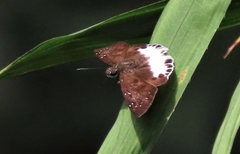 Tagiades ultra