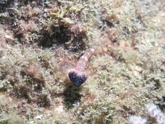 Enneapterygius atrogulare