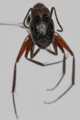 Camponotus vicinus