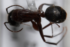 Camponotus vicinus