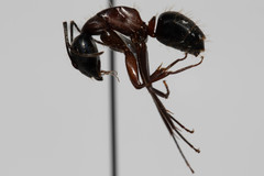 Camponotus vicinus