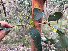 Eucalyptus major