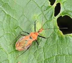Gminatus australis
