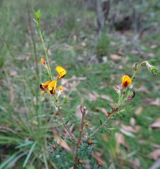 Pultenaea gunnii