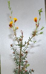 Pultenaea gunnii