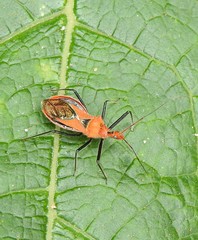 Gminatus australis