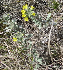 Alyssum montanum gmelinii