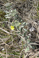 Alyssum montanum gmelinii