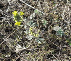 Alyssum montanum gmelinii