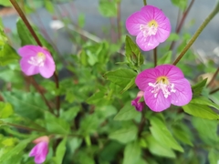 Oenothera rosea