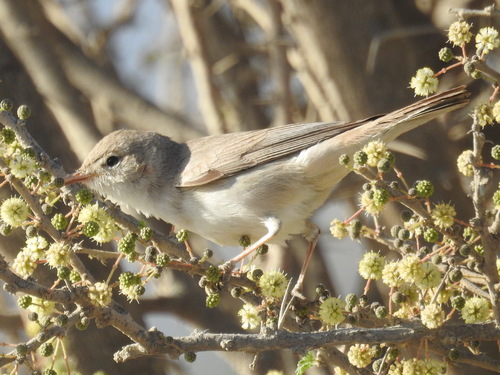 Upcher's Warbler (Hippolais languida), photo 10