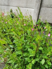Oenothera rosea