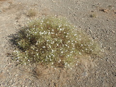 Convolvulus virgatus