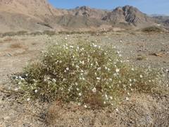 Convolvulus virgatus