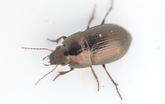 Amara similata