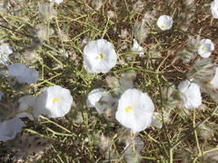 Convolvulus virgatus