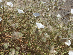 Convolvulus virgatus