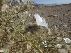 Convolvulus virgatus