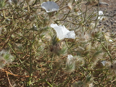 Convolvulus virgatus
