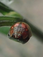 Paropsisterna laesa