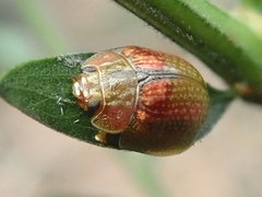 Paropsisterna laesa