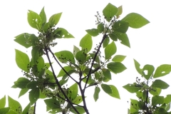 Sassafras randaiense