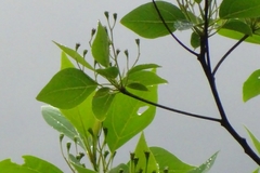 Sassafras randaiense