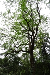 Sassafras randaiense