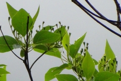 Sassafras randaiense