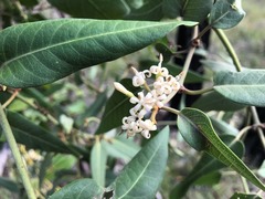 Parsonsia eucalyptophylla