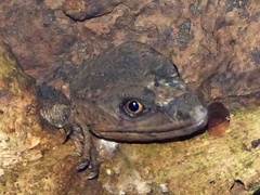 Knob-Scaled Lizard photo 4