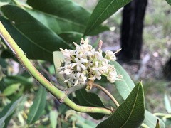 Parsonsia eucalyptophylla