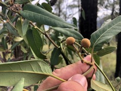 Parsonsia eucalyptophylla