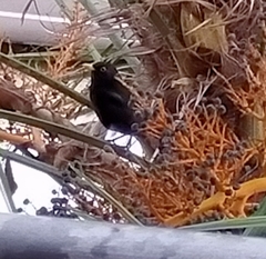 Turdus merula
