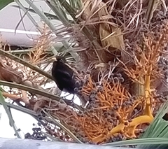 Turdus merula