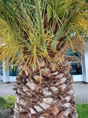 Phoenix canariensis