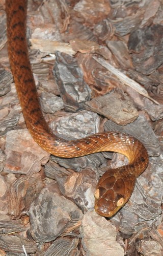 Brown Tree Snake sighting