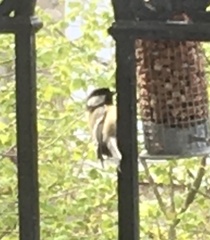 Parus major